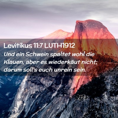 Picture 02 - Levitikus 11:7 LUTH1912 - Und ein Schwein spaltet wohl die Klauen, aber es - Bible Verse Picture