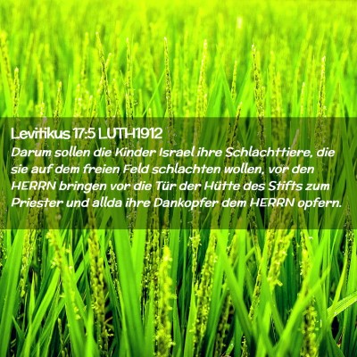 Picture 02 - Levitikus 17:5 LUTH1912 - Darum sollen die Kinder Israel ihre - Bible Verse Picture