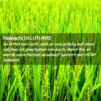 Picture 02 - Maleachi 1:9 LUTH1912 - So bittet nun Gott, daß er uns gnädig sei! denn - Bible Verse Picture