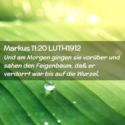 Picture 02 - Markus 11:20 LUTH1912 - Und am Morgen gingen sie vorüber und sahen den - Bible Verse Picture