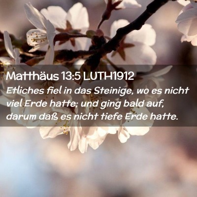 Picture 02 - Matthäus 13:5 LUTH1912 - Etliches fiel in das Steinige, wo es nicht viel - Bible Verse Picture
