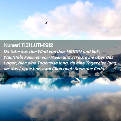 Picture 02 - Numeri 11:31 LUTH1912 - Da fuhr aus der Wind von dem HERRN und ließ - Bible Verse Picture