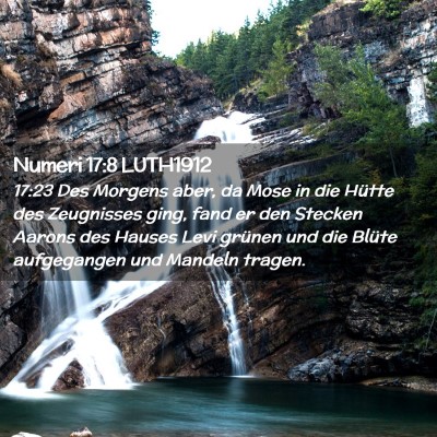 Picture 02 - Numeri 17:8 LUTH1912 - 17:23 Des Morgens aber, da Mose in die Hütte des - Bible Verse Picture