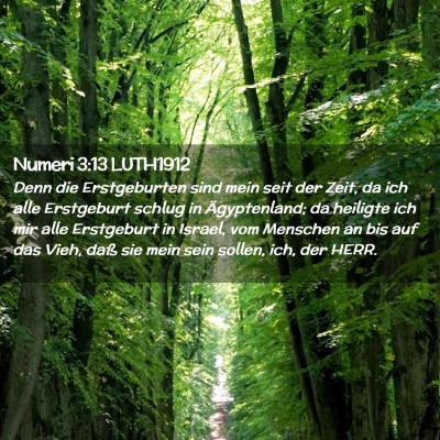 Picture 02 - Numeri 3:13 LUTH1912 - Denn die Erstgeburten sind mein seit der Zeit, da - Bible Verse Picture