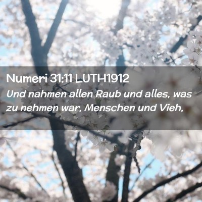 Picture 02 - Numeri 31:11 LUTH1912 - Und nahmen allen Raub und alles, was zu nehmen - Bible Verse Picture