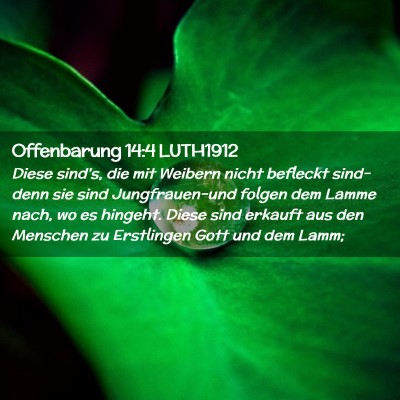 Picture 02 - Offenbarung 14:4 LUTH1912 - Diese sind's, die mit Weibern nicht befleckt - Bible Verse Picture