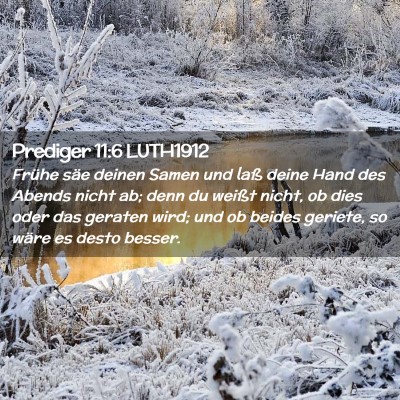 Picture 02 - Prediger 11:6 LUTH1912 - Frühe säe deinen Samen und laß deine Hand des - Bible Verse Picture