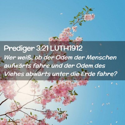 Picture 02 - Prediger 3:21 LUTH1912 - Wer weiß, ob der Odem der Menschen aufwärts - Bible Verse Picture