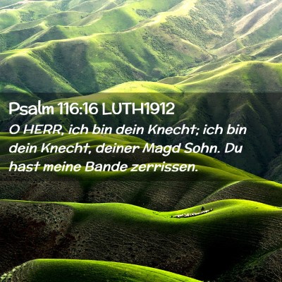 Picture 02 - Psalm 116:16 LUTH1912 - O HERR, ich bin dein Knecht; ich bin dein Knecht, - Bible Verse Picture