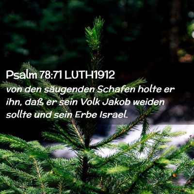 Picture 02 - Psalm 78:71 LUTH1912 - von den säugenden Schafen holte er ihn, daß er - Bible Verse Picture