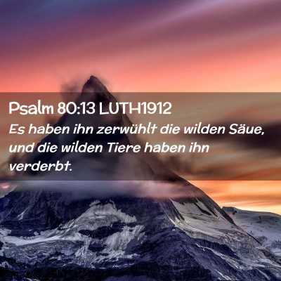 Picture 02 - Psalm 80:13 LUTH1912 - Es haben ihn zerwühlt die wilden Säue, und die - Bible Verse Picture