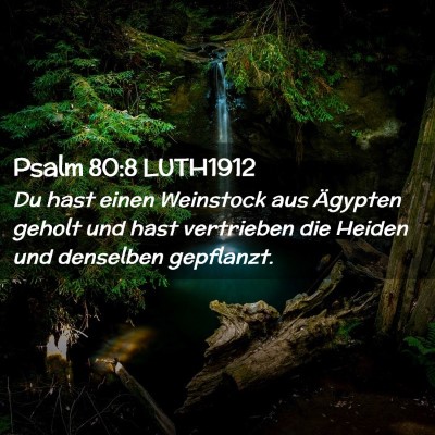 Picture 02 - Psalm 80:8 LUTH1912 - Du hast einen Weinstock aus Ägypten geholt und - Bible Verse Picture