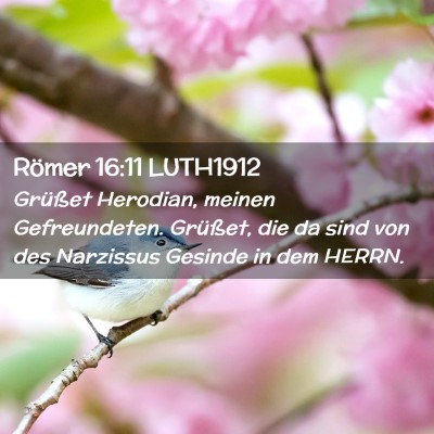 Picture 02 - Römer 16:11 LUTH1912 - Grüßet Herodian, meinen Gefreundeten. Grüßet, - Bible Verse Picture