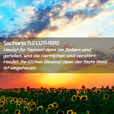 Picture 02 - Sacharja 11:2 LUTH1912 - Heulet ihr Tannen! denn die Zedern sind gefallen, - Bible Verse Picture