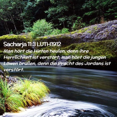 Picture 02 - Sacharja 11:3 LUTH1912 - Man hört die Hirten heulen, denn ihre - Bible Verse Picture