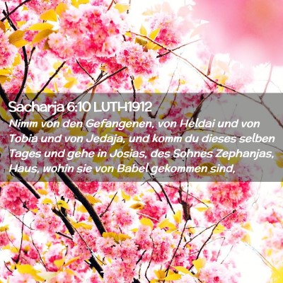 Picture 02 - Sacharja 6:10 LUTH1912 - Nimm von den Gefangenen, von Heldai und von Tobia - Bible Verse Picture