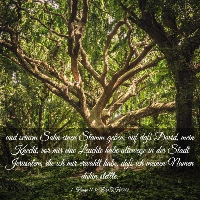 Picture 03 - 1 Könige 11:36 LUTH1912 - und seinem Sohn einen Stamm geben, auf daß - Bible Verse Picture