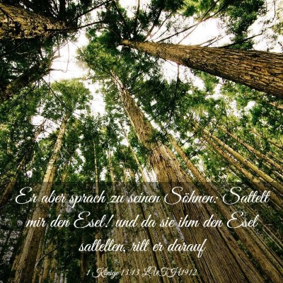 Picture 03 - 1 Könige 13:13 LUTH1912 - Er aber sprach zu seinen Söhnen: Sattelt mir den - Bible Verse Picture