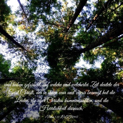 Picture 03 - 1 Petrus 1:11 LUTH1912 - und haben geforscht, auf welche und welcherlei - Bible Verse Picture