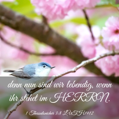 Picture 03 - 1 Thessalonicher 3:8 LUTH1912 - denn nun sind wir lebendig, wenn ihr stehet im - Bible Verse Picture