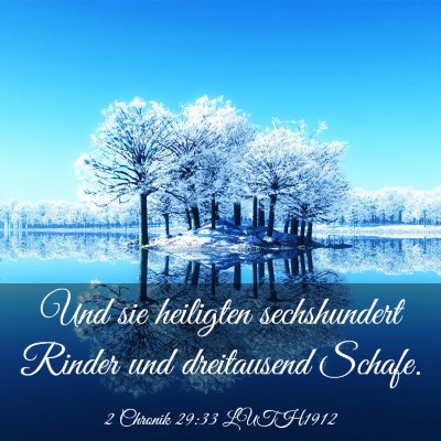 Picture 03 - 2 Chronik 29:33 LUTH1912 - Und sie heiligten sechshundert Rinder und - Bible Verse Picture