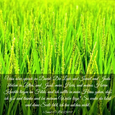 Picture 03 - 2 Samuel 11:11 LUTH1912 - Uria aber sprach zu David: Die Lade und Israel - Bible Verse Picture