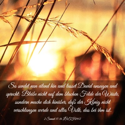 Picture 03 - 2 Samuel 17:16 LUTH1912 - So sendet nun eilend hin und lasset David ansagen - Bible Verse Picture