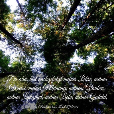 Picture 03 - 2 Timotheus 3:10 LUTH1912 - Du aber bist nachgefolgt meiner Lehre, meiner - Bible Verse Picture