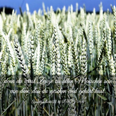 Picture 03 - Apostelgeschichte 22:15 LUTH1912 - denn du wirst Zeuge zu allen Menschen sein von - Bible Verse Picture