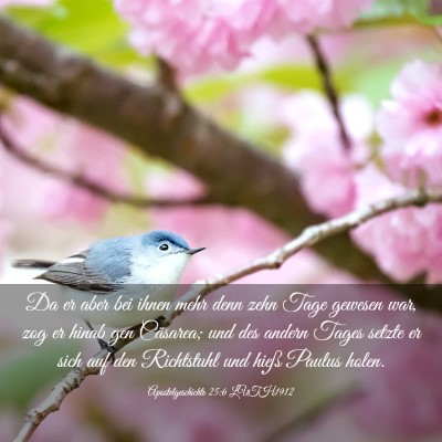 Picture 03 - Apostelgeschichte 25:6 LUTH1912 - Da er aber bei ihnen mehr denn zehn Tage gewesen - Bible Verse Picture