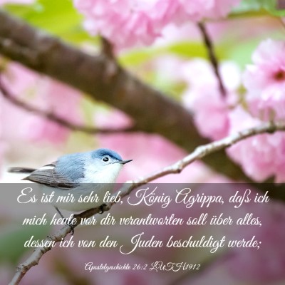 Picture 03 - Apostelgeschichte 26:2 LUTH1912 - Es ist mir sehr lieb, König Agrippa, daß ich - Bible Verse Picture