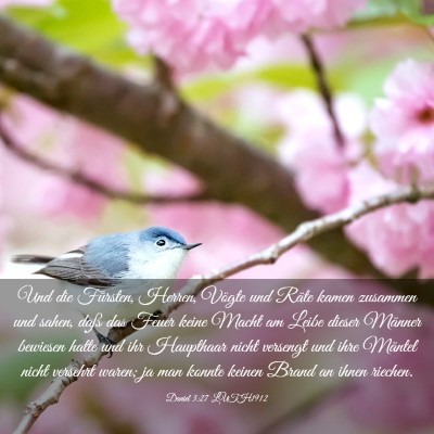 Picture 03 - Daniel 3:27 LUTH1912 - Und die Fürsten, Herren, Vögte und Räte kamen - Bible Verse Picture