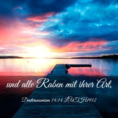 Picture 03 - Deuteronomium 14:14 LUTH1912 - und alle Raben mit ihrer - Bible Verse Picture