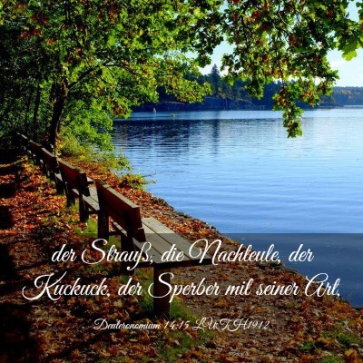Picture 03 - Deuteronomium 14:15 LUTH1912 - der Strauß, die Nachteule, der Kuckuck, der - Bible Verse Picture