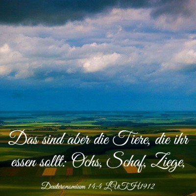 Picture 03 - Deuteronomium 14:4 LUTH1912 - Das sind aber die Tiere, die ihr essen sollt: - Bible Verse Picture