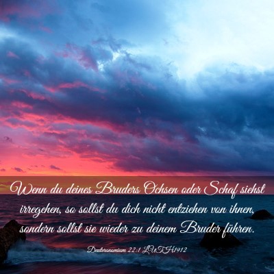 Picture 03 - Deuteronomium 22:1 LUTH1912 - Wenn du deines Bruders Ochsen oder Schaf siehst - Bible Verse Picture