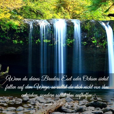 Picture 03 - Deuteronomium 22:4 LUTH1912 - Wenn du deines Bruders Esel oder Ochsen siehst - Bible Verse Picture