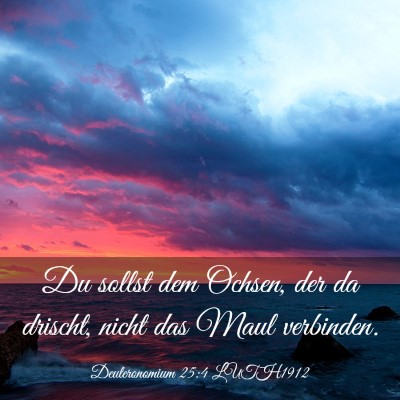 Picture 03 - Deuteronomium 25:4 LUTH1912 - Du sollst dem Ochsen, der da drischt, nicht das - Bible Verse Picture