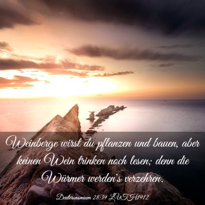 Picture 03 - Deuteronomium 28:39 LUTH1912 - Weinberge wirst du pflanzen und bauen, aber - Bible Verse Picture