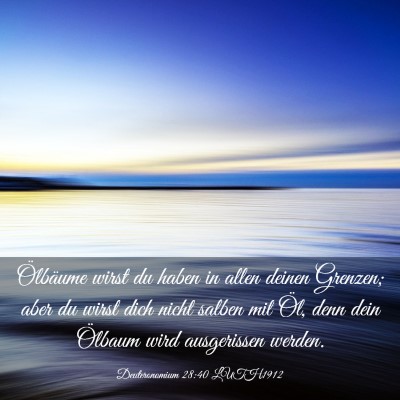 Picture 03 - Deuteronomium 28:40 LUTH1912 - Ölbäume wirst du haben in allen deinen Grenzen; - Bible Verse Picture