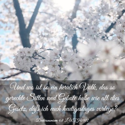Picture 03 - Deuteronomium 4:8 LUTH1912 - Und wo ist so ein herrlich Volk, das so gerechte - Bible Verse Picture