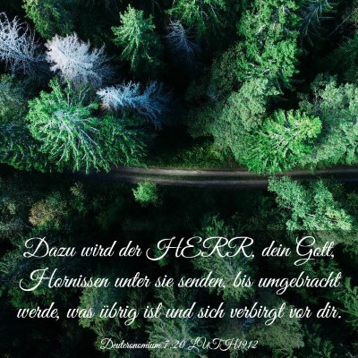 Picture 03 - Deuteronomium 7:20 LUTH1912 - Dazu wird der HERR, dein Gott, Hornissen unter - Bible Verse Picture