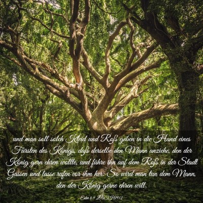 Picture 03 - Ester 6:9 LUTH1912 - und man soll solch Kleid und Roß geben in die - Bible Verse Picture