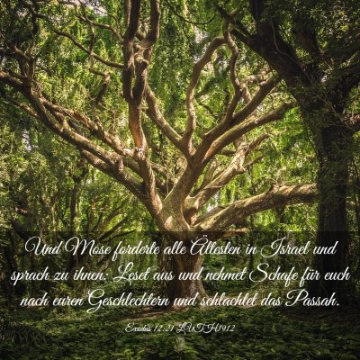 Picture 03 - Exodus 12:21 LUTH1912 - Und Mose forderte alle Ältesten in Israel und - Bible Verse Picture