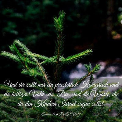 Picture 03 - Exodus 19:6 LUTH1912 - Und ihr sollt mir ein priesterlich Königreich - Bible Verse Picture