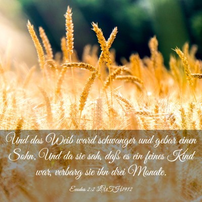 Picture 03 - Exodus 2:2 LUTH1912 - Und das Weib ward schwanger und gebar einen Sohn. - Bible Verse Picture