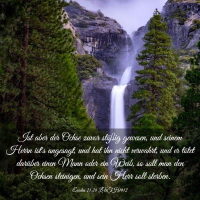 Picture 03 - Exodus 21:29 LUTH1912 - Ist aber der Ochse zuvor stößig gewesen, und - Bible Verse Picture