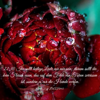 Picture 03 - Exodus 22:31 LUTH1912 - 22:30 Ihr sollt heilige Leute vor mir sein; darum - Bible Verse Picture