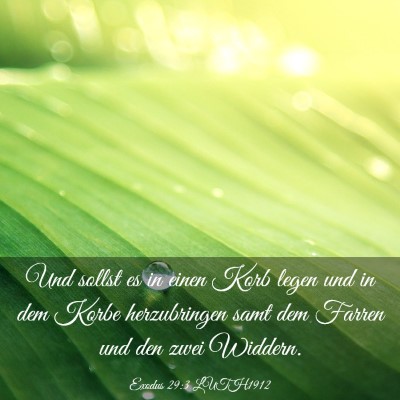 Picture 03 - Exodus 29:3 LUTH1912 - Und sollst es in einen Korb legen und in dem - Bible Verse Picture