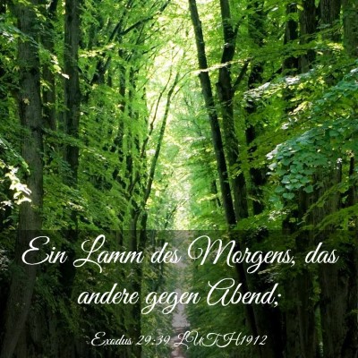 Picture 03 - Exodus 29:39 LUTH1912 - Ein Lamm des Morgens, das andere gegen - Bible Verse Picture